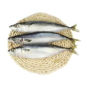 Frozen Mackerel Salmon Fish