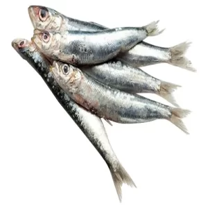 Frozen Sardin Fish