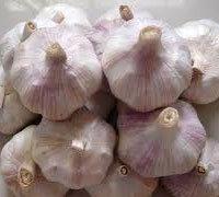 Normal white garlic