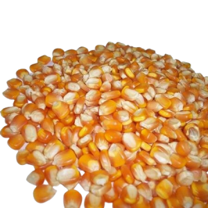 Red Corn for Animal Feed